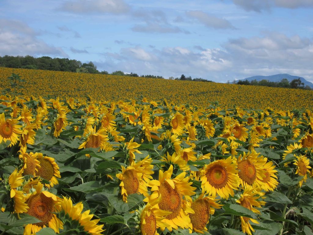 画像に alt 属性が指定されていません。ファイル名: IMG_0165-1-1024x768.jpg